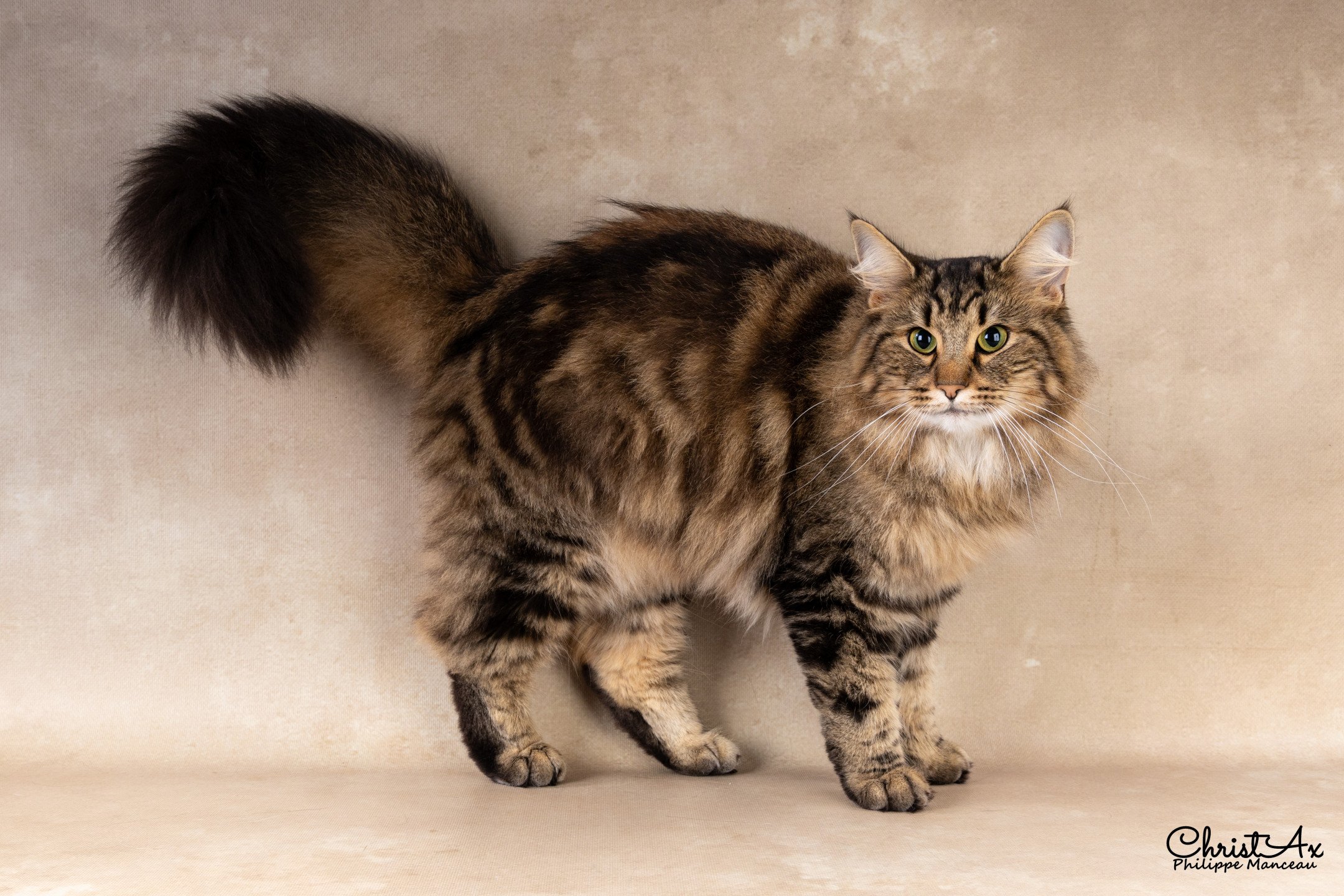 norvégien brown tabby