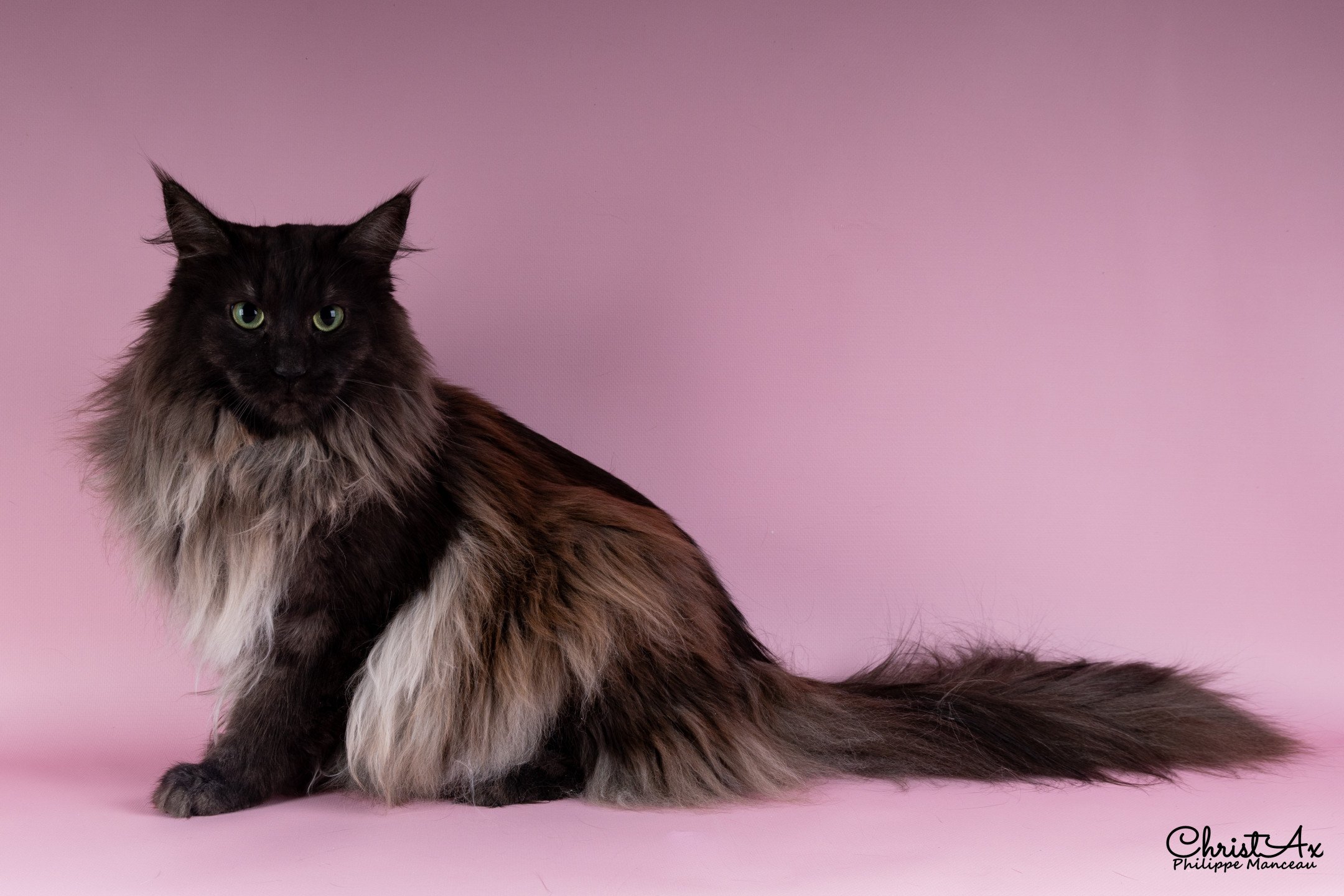 chat norvégien silver smoke
