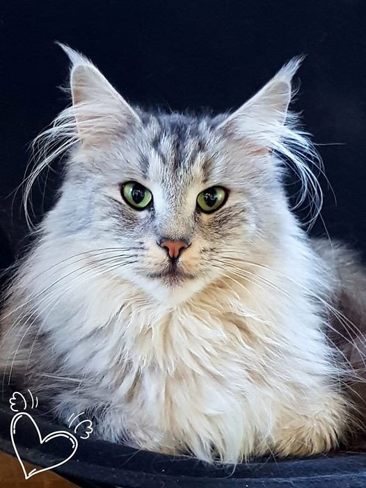 chat norvégien silver shaded