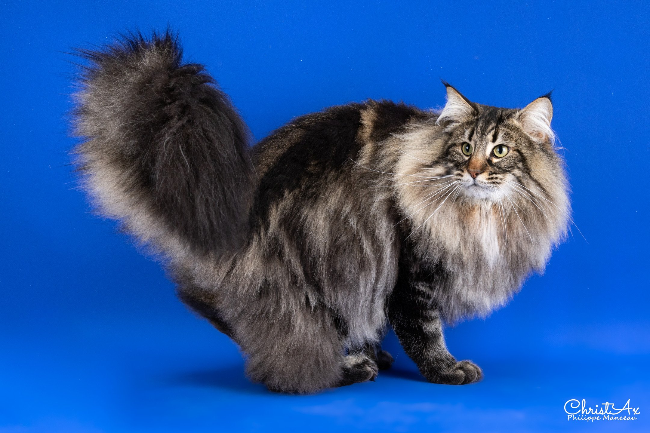 grand chat norvégien brown
