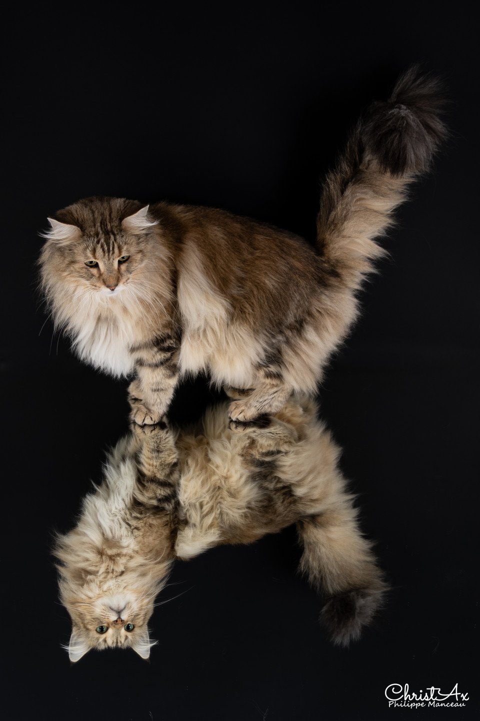 chat norvégien