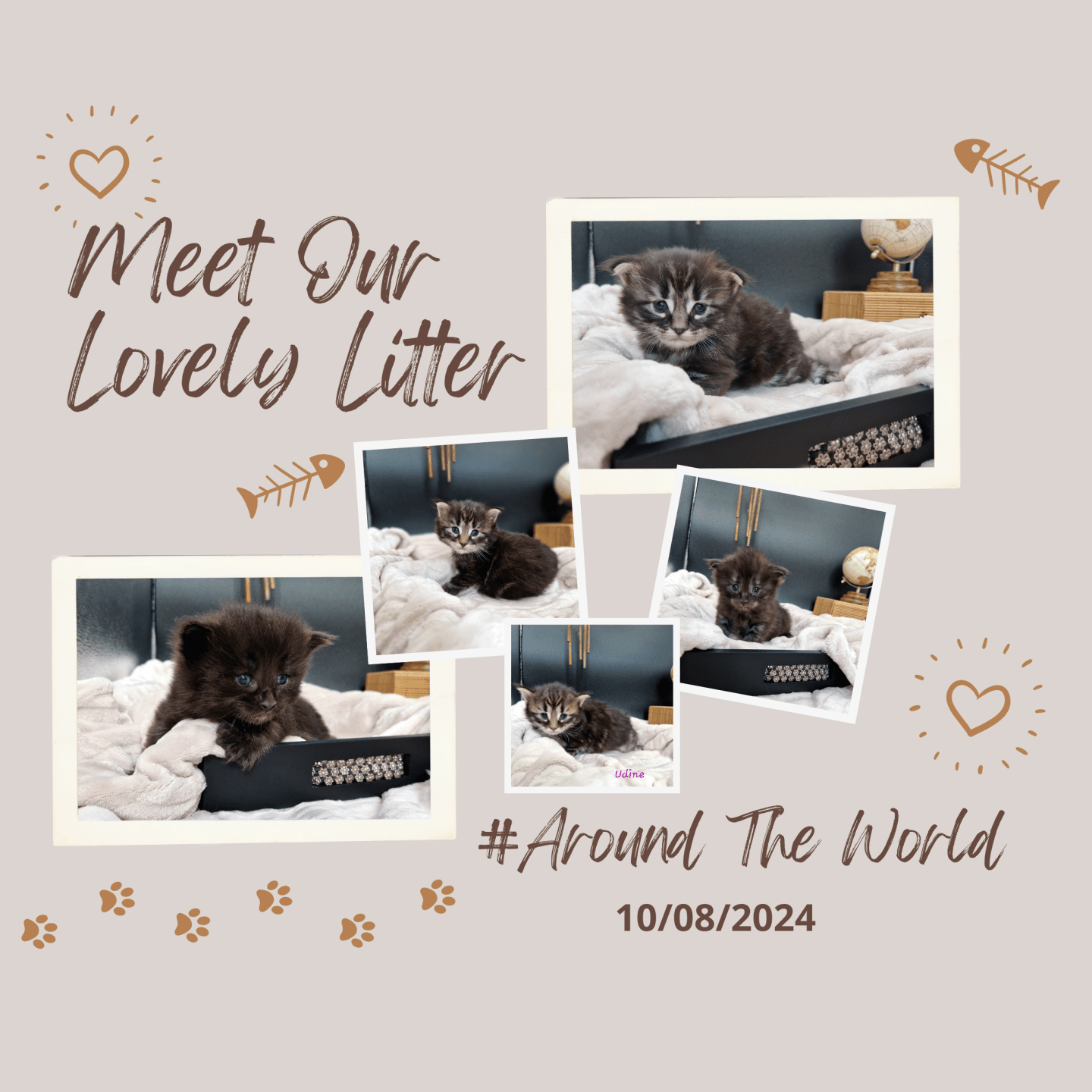 #Around The World chatons norvégiens black et brown