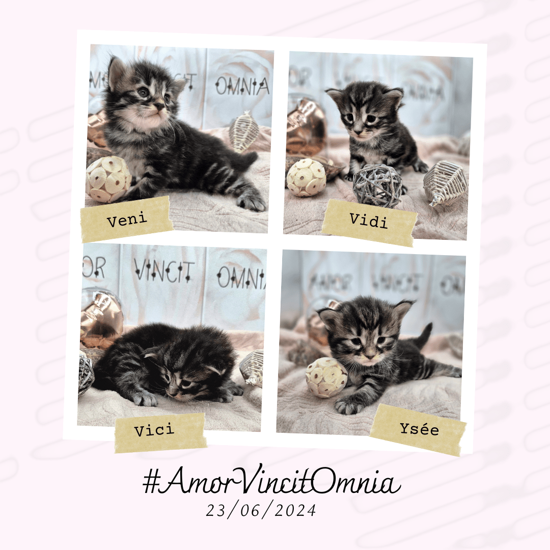 Chatons brown et black #AmorVincitOmnia