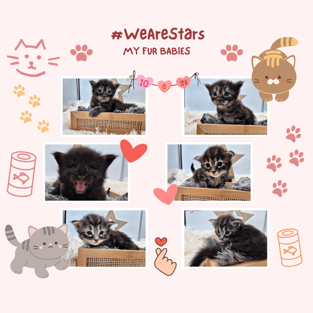 Portée chatons #WeAreStars black smoke brown tabby 