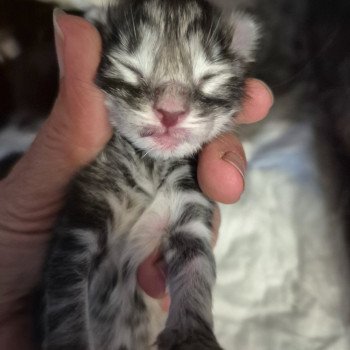 chaton NorvĂ©gien black tortie silver blotched tabby Aegonđ€ Chatterie de Ci'Varone chaton NorvĂ©gien black tortie silver blotched tabby Aegonđ€ Chatterie de Ci'Varone