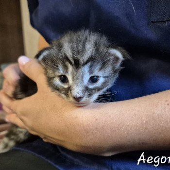 chaton NorvĂ©gien black silver blotched tabby Aegonđ€ Chatterie de Ci'Varone chaton NorvĂ©gien black silver blotched tabby Aegonđ€ Chatterie de Ci'Varone