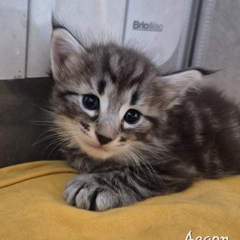 chaton NorvĂ©gien black silver blotched tabby Aegonđ€ Chatterie de Ci'Varone chaton NorvĂ©gien black silver blotched tabby Aegonđ€ Chatterie de Ci'Varone