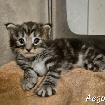 chaton NorvĂ©gien black silver blotched tabby Aegonđ€ Chatterie de Ci'Varone chaton NorvĂ©gien black silver blotched tabby Aegonđ€ Chatterie de Ci'Varone
