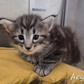 chaton NorvĂ©gien black silver blotched tabby Aegonđ€ Chatterie de Ci'Varone chaton NorvĂ©gien black silver blotched tabby Aegonđ€ Chatterie de Ci'Varone