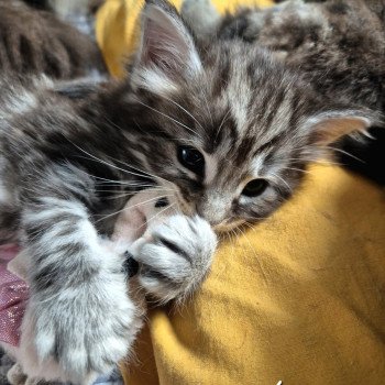 chaton NorvĂ©gien black silver blotched tabby Aegonđ€ Chatterie de Ci'Varone chaton NorvĂ©gien black silver blotched tabby Aegonđ€ Chatterie de Ci'Varone