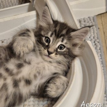 chaton NorvĂ©gien black silver blotched tabby Aegonđ€ Chatterie de Ci'Varone chaton NorvĂ©gien black silver blotched tabby Aegonđ€ Chatterie de Ci'Varone