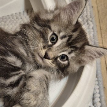chaton NorvĂ©gien black silver blotched tabby Aegonđ€ Chatterie de Ci'Varone chaton NorvĂ©gien black silver blotched tabby Aegonđ€ Chatterie de Ci'Varone