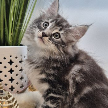 chaton Norvégien black silver blotched tabby Aegon🤍 Chatterie de Ci'Varone chaton Norvégien black silver blotched tabby Aegon🤍 Chatterie de Ci'Varone