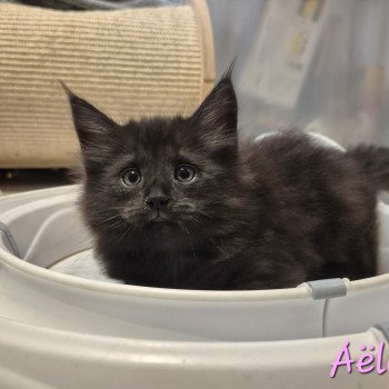 chaton Norvégien black smoke Aëla💗 Chatterie de Ci'Varone chaton Norvégien black smoke Aëla💗 Chatterie de Ci'Varone