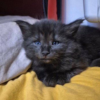 chaton Norvégien black smoke Aëla💗 Chatterie de Ci'Varone chaton Norvégien black smoke Aëla💗 Chatterie de Ci'Varone