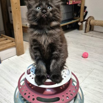 chaton Norvégien black smoke Aëla💗 Chatterie de Ci'Varone chaton Norvégien black smoke Aëla💗 Chatterie de Ci'Varone