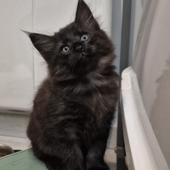 chaton Norvégien black smoke Aëla💗 Chatterie de Ci'Varone chaton Norvégien black smoke Aëla💗 Chatterie de Ci'Varone