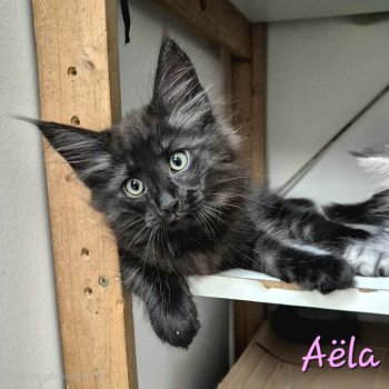 chaton Norvégien black smoke Aëla💗 Chatterie de Ci'Varone chaton Norvégien black smoke Aëla💗 Chatterie de Ci'Varone