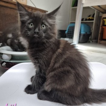 chaton Norvégien black smoke Aëla💗 Chatterie de Ci'Varone chaton Norvégien black smoke Aëla💗 Chatterie de Ci'Varone