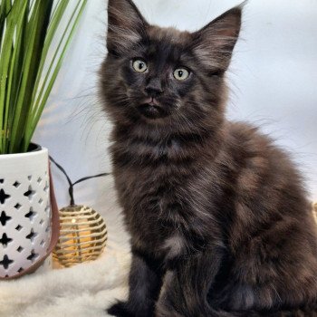 chaton Norvégien black smoke Aëla💗 Chatterie de Ci'Varone chaton Norvégien black smoke Aëla💗 Chatterie de Ci'Varone