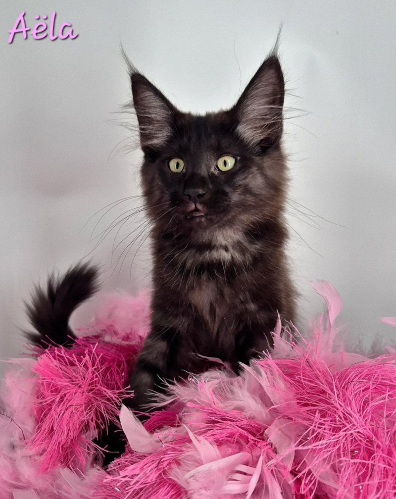 Aëla💗 De Ci'Varone Femelle Norvégien Aëla💗 De Ci'Varone Femelle Norvégien