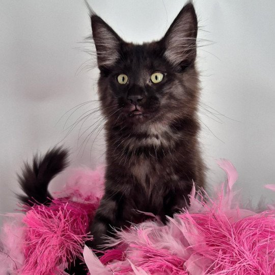 Aëla💗 De Ci'Varone Femelle Norvégien