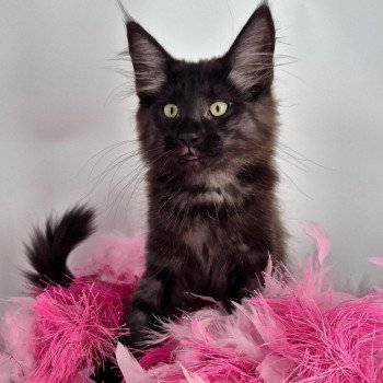 chaton Norvégien black smoke Aëla💗 Chatterie de Ci'Varone chaton Norvégien black smoke Aëla💗 Chatterie de Ci'Varone