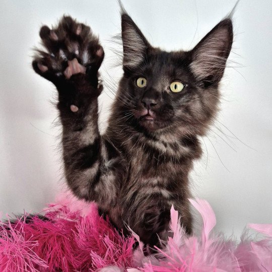 chaton Norvégien black smoke Aëla💗 Chatterie de Ci'Varone