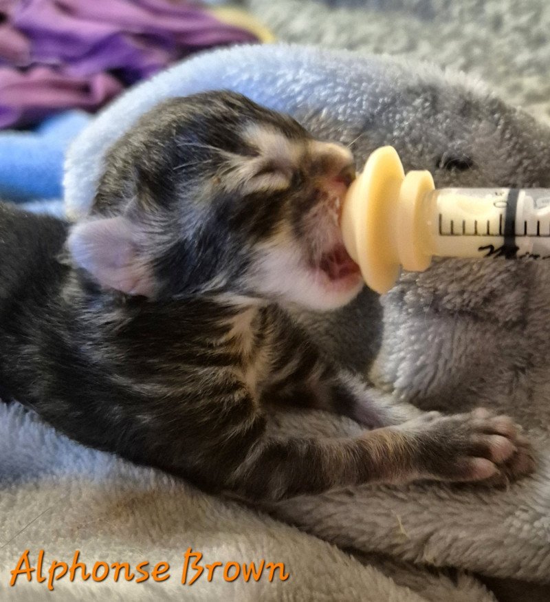Alphonse Brown 🧡 De Ci'Varone Mâle Norvégien Alphonse Brown 🧡 De Ci'Varone Mâle Norvégien