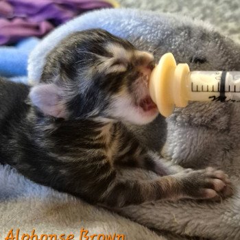 chaton Norvégien brown blotched tabby Alphonse Brown 🧡 Chatterie de Ci'Varone chaton Norvégien brown blotched tabby Alphonse Brown 🧡 Chatterie de Ci'Varone