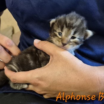 chaton Norvégien brown blotched tabby Alphonse Brown 🧡 Chatterie de Ci'Varone chaton Norvégien brown blotched tabby Alphonse Brown 🧡 Chatterie de Ci'Varone