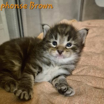chaton Norvégien brown blotched tabby Alphonse Brown 🧡 Chatterie de Ci'Varone chaton Norvégien brown blotched tabby Alphonse Brown 🧡 Chatterie de Ci'Varone