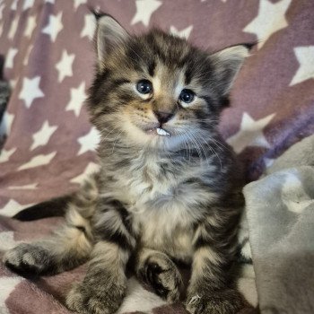 chaton Norvégien brown blotched tabby Alphonse Brown 🧡 Chatterie de Ci'Varone chaton Norvégien brown blotched tabby Alphonse Brown 🧡 Chatterie de Ci'Varone