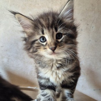 chaton Norvégien brown blotched tabby Alphonse Brown 🧡 Chatterie de Ci'Varone chaton Norvégien brown blotched tabby Alphonse Brown 🧡 Chatterie de Ci'Varone