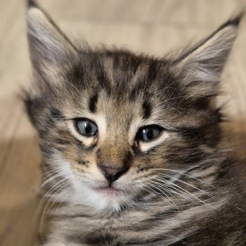 chaton Norvégien brown blotched tabby Alphonse Brown 🧡 Chatterie de Ci'Varone chaton Norvégien brown blotched tabby Alphonse Brown 🧡 Chatterie de Ci'Varone