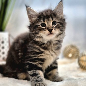 chaton Norvégien brown blotched tabby Alphonse Brown 🧡 Chatterie de Ci'Varone