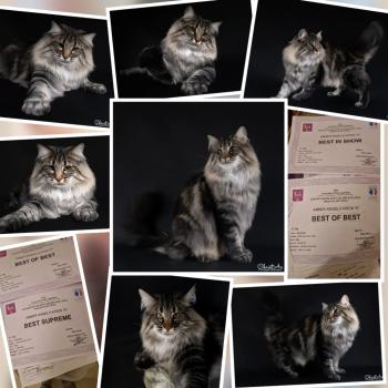 chat Norvégien brown blotched tabby Kiron 🤎 Chatterie de Ci'Varone