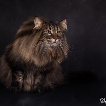 chat Norvégien brown blotched tabby Kiron 🤎 Chatterie de Ci'Varone