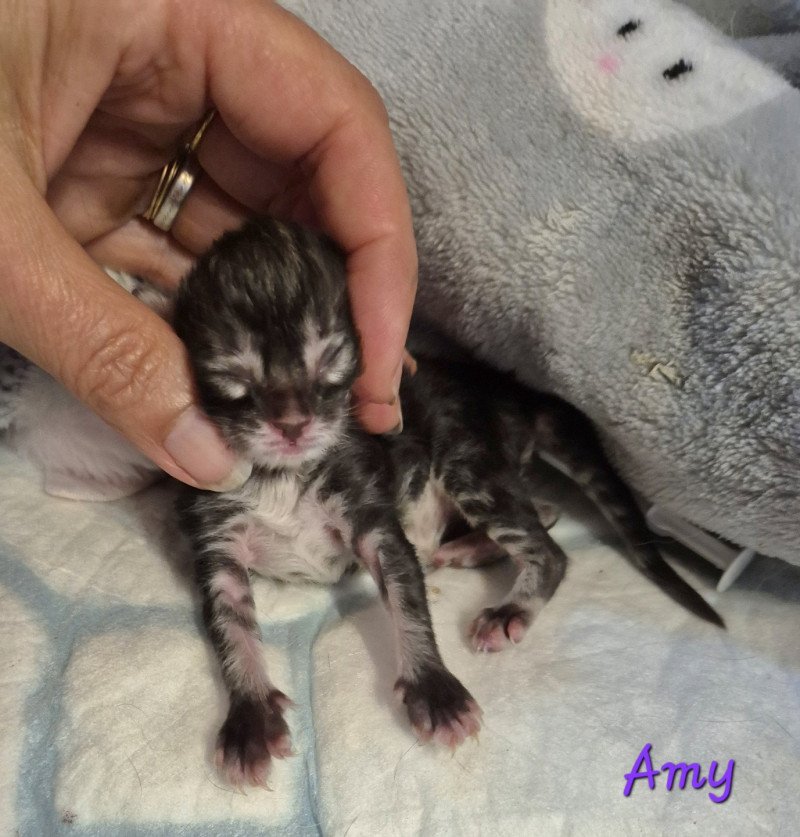Amy 💜 De Ci'Varone Femelle Norvégien Amy 💜 De Ci'Varone Femelle Norvégien