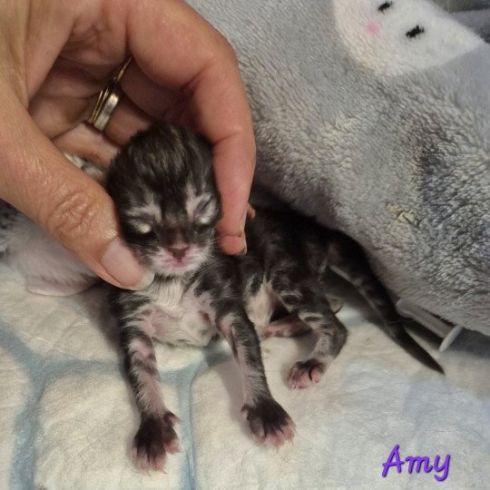 Amy 💜 De Ci'Varone Femelle Norvégien