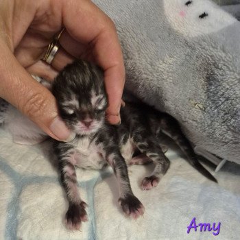chaton Norvégien brown blotched tabby Amy 💜 Chatterie de Ci'Varone chaton Norvégien brown blotched tabby Amy 💜 Chatterie de Ci'Varone