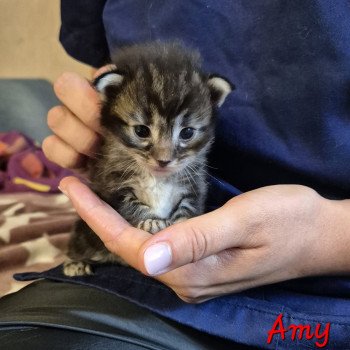 chaton Norvégien brown blotched tabby Amy 💜 Chatterie de Ci'Varone chaton Norvégien brown blotched tabby Amy 💜 Chatterie de Ci'Varone
