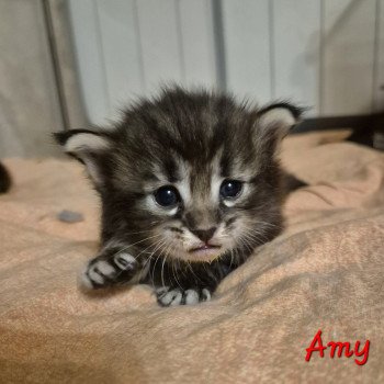 chaton Norvégien brown blotched tabby Amy 💜 Chatterie de Ci'Varone chaton Norvégien brown blotched tabby Amy 💜 Chatterie de Ci'Varone