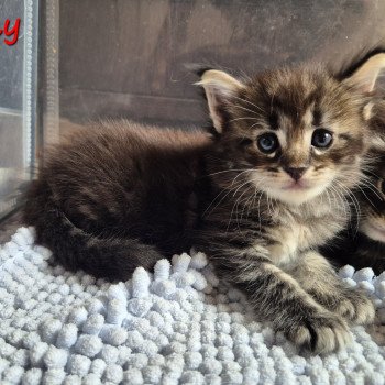 chaton Norvégien brown blotched tabby Amy 💜 Chatterie de Ci'Varone chaton Norvégien brown blotched tabby Amy 💜 Chatterie de Ci'Varone