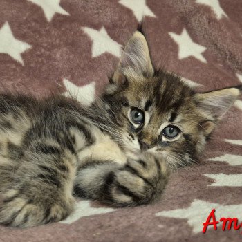 chaton Norvégien brown blotched tabby Amy 💜 Chatterie de Ci'Varone chaton Norvégien brown blotched tabby Amy 💜 Chatterie de Ci'Varone