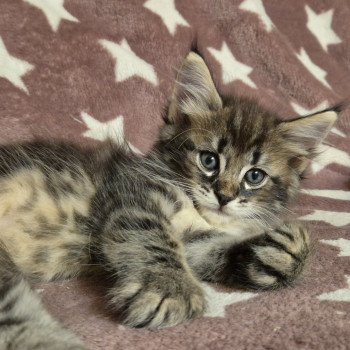 chaton Norvégien brown blotched tabby Amy 💜 Chatterie de Ci'Varone chaton Norvégien brown blotched tabby Amy 💜 Chatterie de Ci'Varone