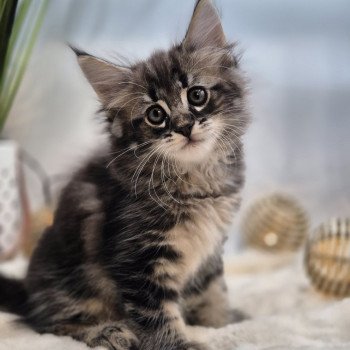 chaton Norvégien brown blotched tabby Amy❤️ Chatterie de Ci'Varone