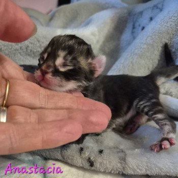 chaton Norvégien brown blotched tabby Anastacia 💗 Chatterie de Ci'Varone chaton Norvégien brown blotched tabby Anastacia 💗 Chatterie de Ci'Varone