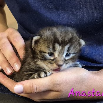 chaton Norvégien brown blotched tabby Anastacia 💗 Chatterie de Ci'Varone chaton Norvégien brown blotched tabby Anastacia 💗 Chatterie de Ci'Varone