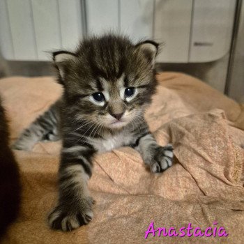 chaton Norvégien brown blotched tabby Anastacia 💗 Chatterie de Ci'Varone chaton Norvégien brown blotched tabby Anastacia 💗 Chatterie de Ci'Varone